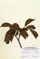 藏品(昆欄樹)的圖片